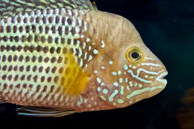 Peixes compativeis aquario comunitario