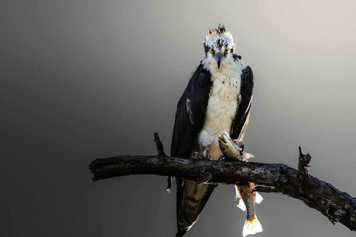 Parâmetros água aquário: pH, GH e KH